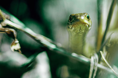 Garter Snake Peeking Head Above Sticks (Green Tint Photo)
