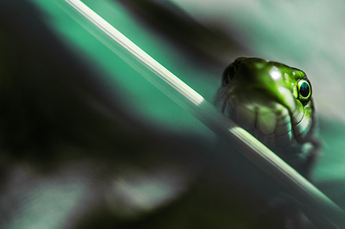 Garter Snake Peeking Head Over Dried Fescue Grass Blade (Green Tint Photo)