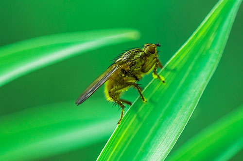 Golden Dung Fly Perched Along Sloping Fescue Grass Blade (Green Tint Photo)
