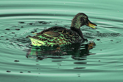 Joyful Water Splashing Mallard Duck Enjoying Calm Lake (Green Tint Photo)