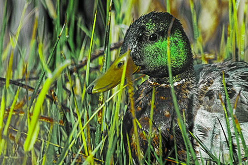 Male Mallard Duck Resting Among Reed Grass (Green Tint Photo)