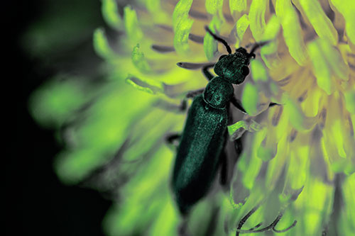 Oedemera Beetle Feasting Among Dandelion (Green Tint Photo)