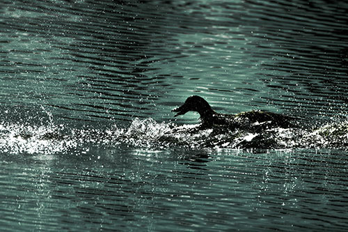Playful Mallard Duck Gets Splashed Among Lake Horizon (Green Tint Photo)