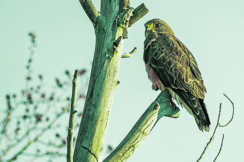Rough Legged Hawk Perched Atop Tree Branch (Green Tint Photo)