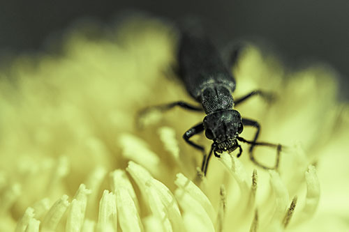 Snarling Oedemera Beetle Eating Dandelion Pollen (Green Tint Photo)