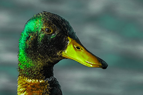 Soaked Male Mallard Duck Watching Among Lake (Green Tint Photo)