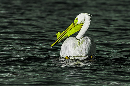 Swimming Pelican Glances Backwards Among Lake Water (Green Tint Photo)