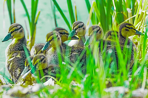 Ten Baby Mallard Ducklings Resting Among Reed Grass (Green Tint Photo)