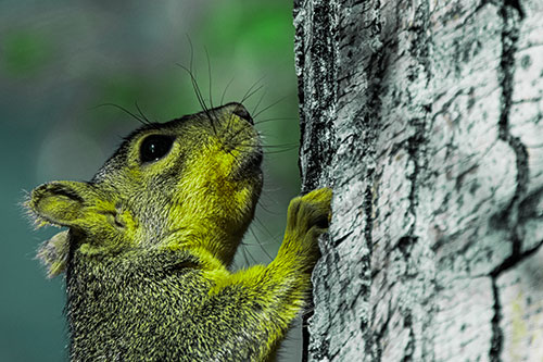 Tree Climbing Squirrel Gazing Upwards (Green Tint Photo)
