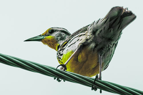 Western Meadowlark Keeping Watch Atop Powerline Wire (Green Tint Photo)