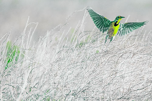 Western Meadowlark Takes Flight Off Branches (Green Tint Photo)