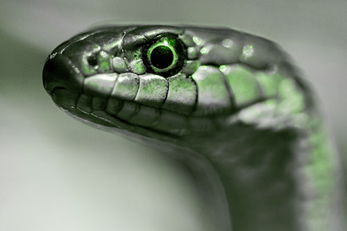 Alert Garter Snake Keeping Eye Out (Green Tone Photo)