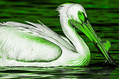 Beak Dipping Pelican Eying Across Lake Water (Green Tone Photo)