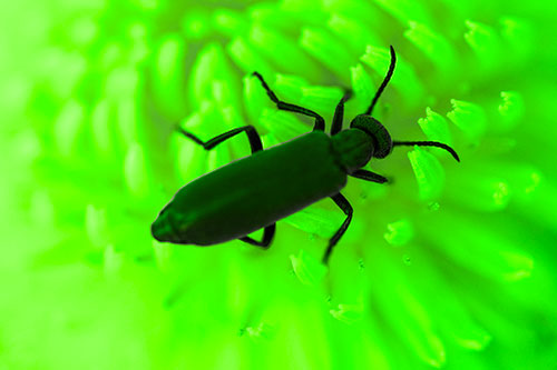 Crawling Oedemera Beetle Searching Atop Dandelion (Green Tone Photo)