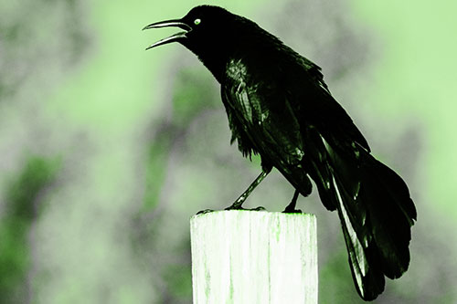 Croaking Great Tailed Grackle Perched Atop Wooden Post (Green Tone Photo)
