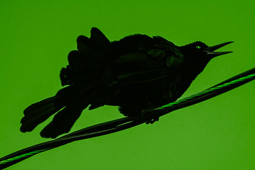 Crouching Great Tailed Grackle Squeaking Atop Cable (Green Tone Photo)