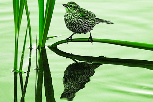 Female Red Winged Blackbird Casts Reflection Atop Bent Water Reed (Green Tone Photo)