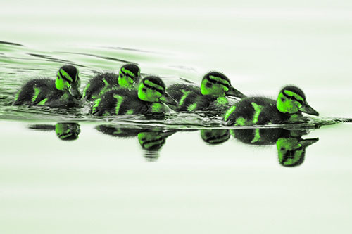 Five Baby Mallard Ducklings Swimming Across Lake Water (Green Tone Photo)