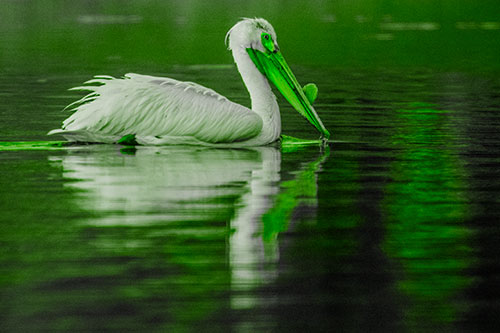 Floating Pelican Reflection Among Lake Water (Green Tone Photo)