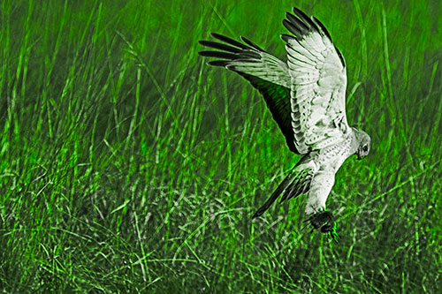 Flying Northern Harrier Marsh Hawk Captures Rodent (Green Tone Photo)