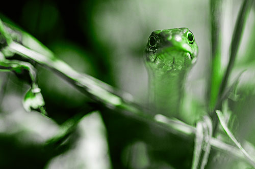 Garter Snake Peeking Head Above Sticks (Green Tone Photo)