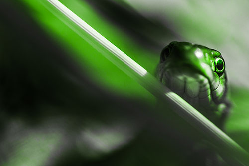 Garter Snake Peeking Head Over Dried Fescue Grass Blade (Green Tone Photo)