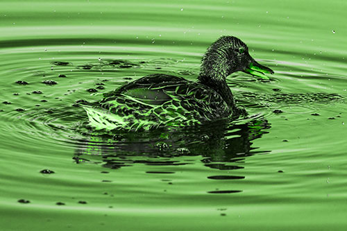Joyful Water Splashing Mallard Duck Enjoying Calm Lake (Green Tone Photo)