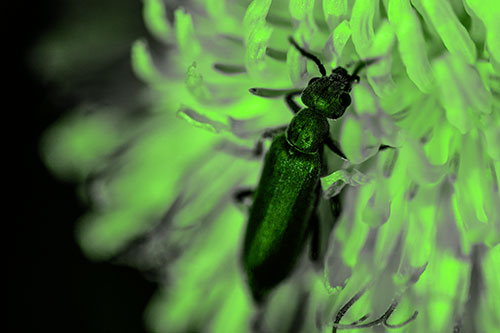 Oedemera Beetle Feasting Among Dandelion (Green Tone Photo)