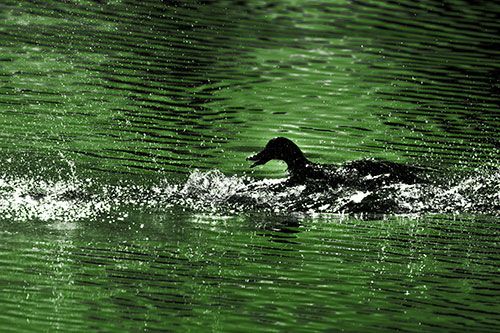 Playful Mallard Duck Gets Splashed Among Lake Horizon (Green Tone Photo)