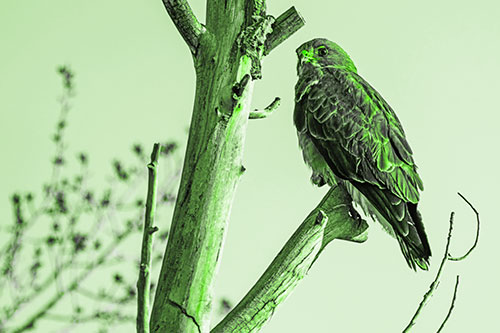 Rough Legged Hawk Perched Atop Tree Branch (Green Tone Photo)