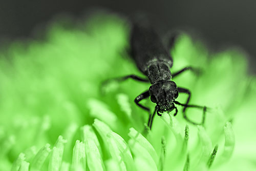 Snarling Oedemera Beetle Eating Dandelion Pollen (Green Tone Photo)