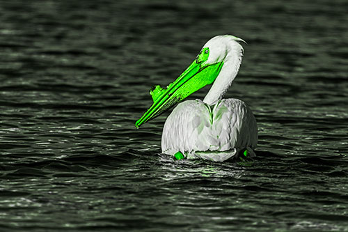 Swimming Pelican Glances Backwards Among Lake Water (Green Tone Photo)