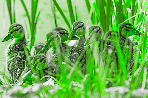 Ten Baby Mallard Ducklings Resting Among Reed Grass (Green Tone Photo)