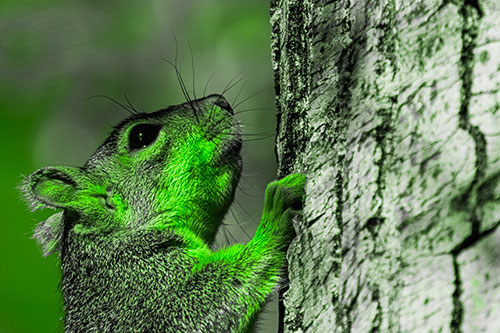 Tree Climbing Squirrel Gazing Upwards (Green Tone Photo)
