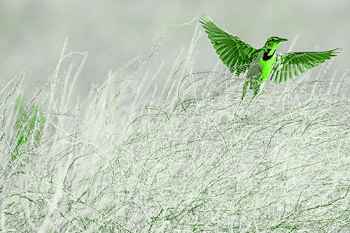Western Meadowlark Takes Flight Off Branches (Green Tone Photo)