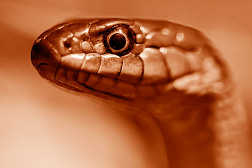 Alert Garter Snake Keeping Eye Out (Orange Shade Photo)