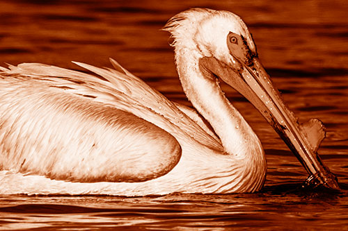 Beak Dipping Pelican Eying Across Lake Water (Orange Shade Photo)