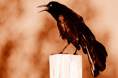 Croaking Great Tailed Grackle Perched Atop Wooden Post (Orange Shade Photo)