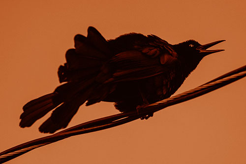 Crouching Great Tailed Grackle Squeaking Atop Cable (Orange Shade Photo)