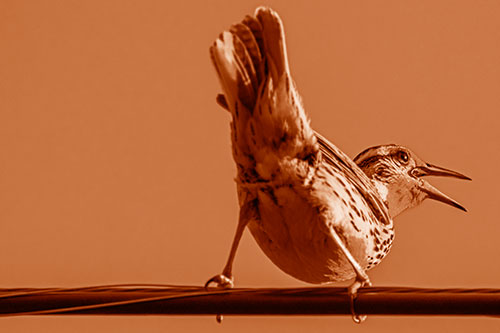 Crouching Western Meadowlark Singing Towards Sunlight (Orange Shade Photo)
