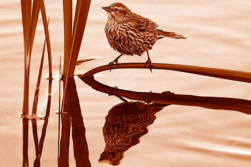 Female Red Winged Blackbird Casts Reflection Atop Bent Water Reed (Orange Shade Photo)