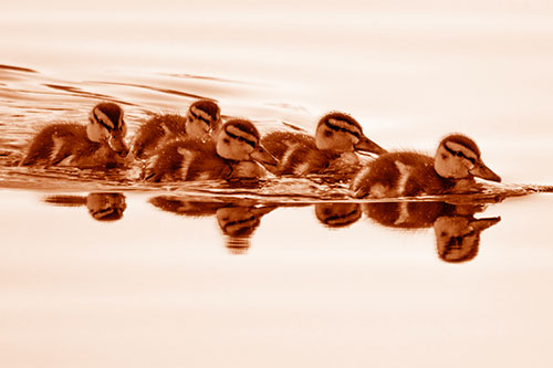 Five Baby Mallard Ducklings Swimming Across Lake Water (Orange Shade Photo)