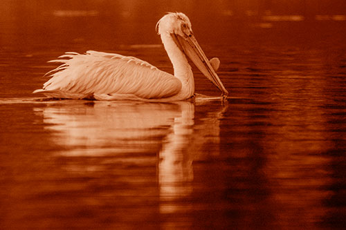 Floating Pelican Reflection Among Lake Water (Orange Shade Photo)