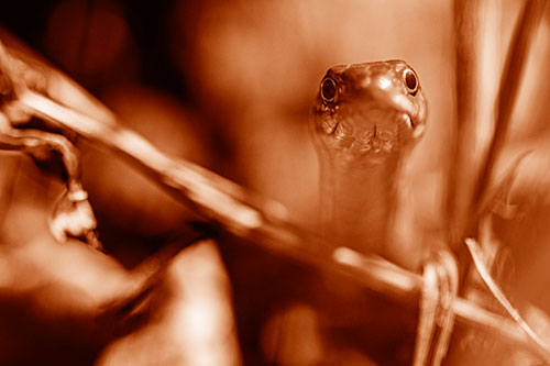 Garter Snake Peeking Head Above Sticks (Orange Shade Photo)