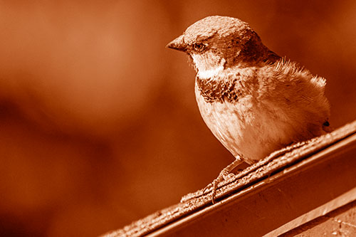 Head Tilting House Sparrow Perched Along Rooftop (Orange Shade Photo)