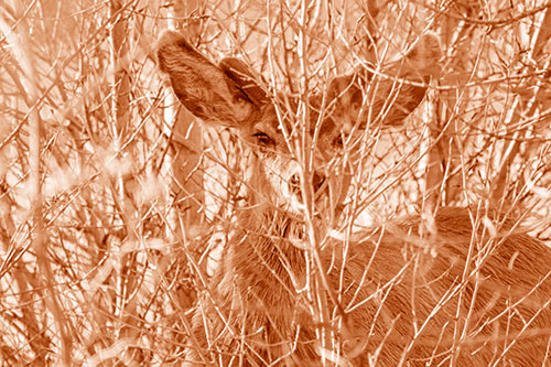 Hidden Mule Deer Watching Behind Tree Branches (Orange Shade Photo)