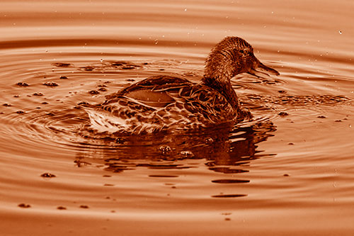 Joyful Water Splashing Mallard Duck Enjoying Calm Lake (Orange Shade Photo)