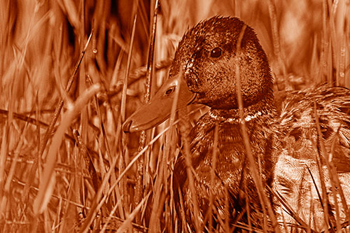 Male Mallard Duck Resting Among Reed Grass (Orange Shade Photo)