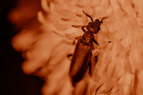 Oedemera Beetle Feasting Among Dandelion (Orange Shade Photo)