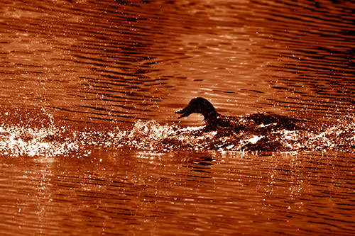 Playful Mallard Duck Gets Splashed Among Lake Horizon (Orange Shade Photo)
